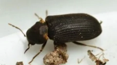 Jara: popis a ako sa s ním vysporiadať